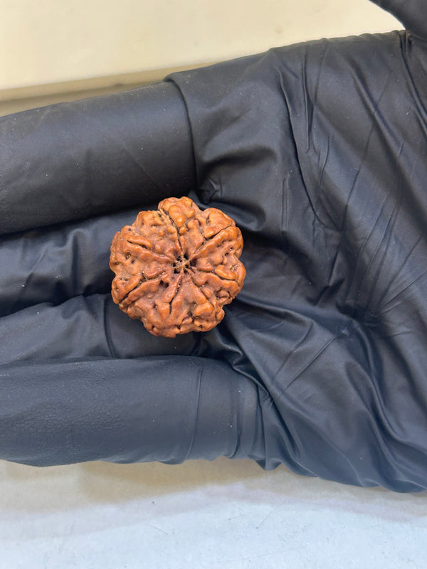 Natural 7 Mukhi Nepali Rudraksha (7 Seeds) with Lab Certificate and X-Ray – (23.86 mm)