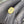 Natural Yellow Sapphire (Pukhraj) – 9.18 Carat