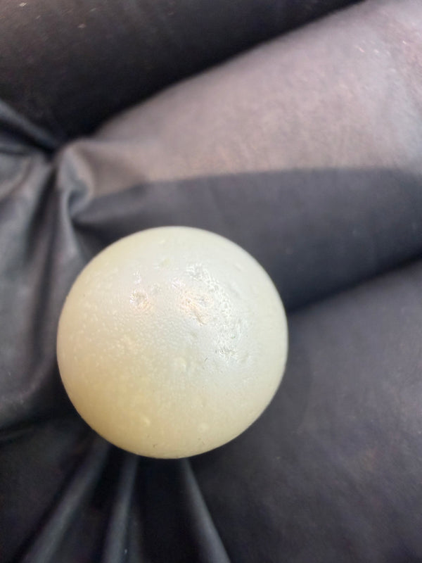 Natural South Sea Pearl – 11.5 Carat | Premium Sea Pearl