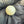 Natural South Sea Pearl – 12.4 Carat | Elegant Premium Sea Pearl