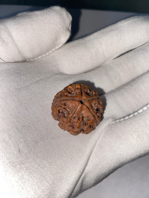 Natural 5 Mukhi Nepali Rudraksha – 25 mm | 5.18g