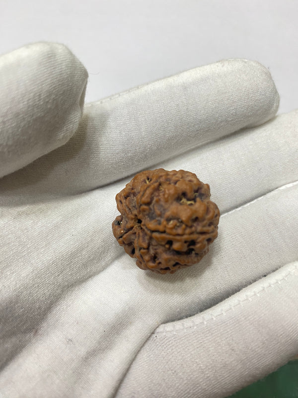 Natural 5 Mukhi Nepali Rudraksha – 25 mm | 5.18g