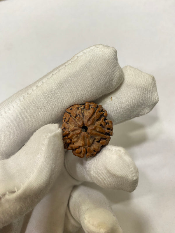 Natural 5 Mukhi Nepali Rudraksha – 21 mm | 4.6g