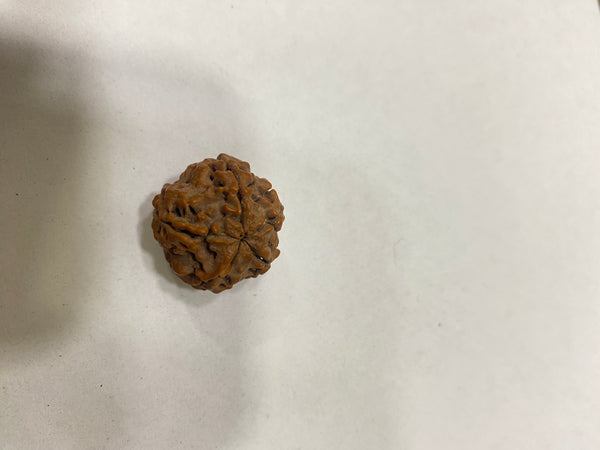 Natural 5 Mukhi Rudraksha – 22 mm | 6g