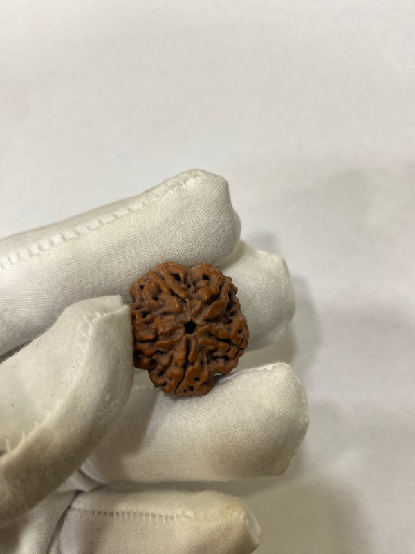 Natural 5 Mukhi Nepali Rudraksha – 22 mm | 5g