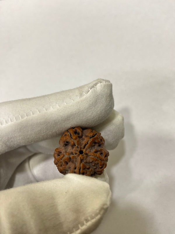 Natural 5 Mukhi Nepali Rudraksha – 22 mm | 5g