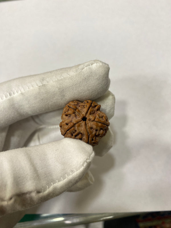 Natural 5 Mukhi Nepali Rudraksha – 24 mm | 5.34g