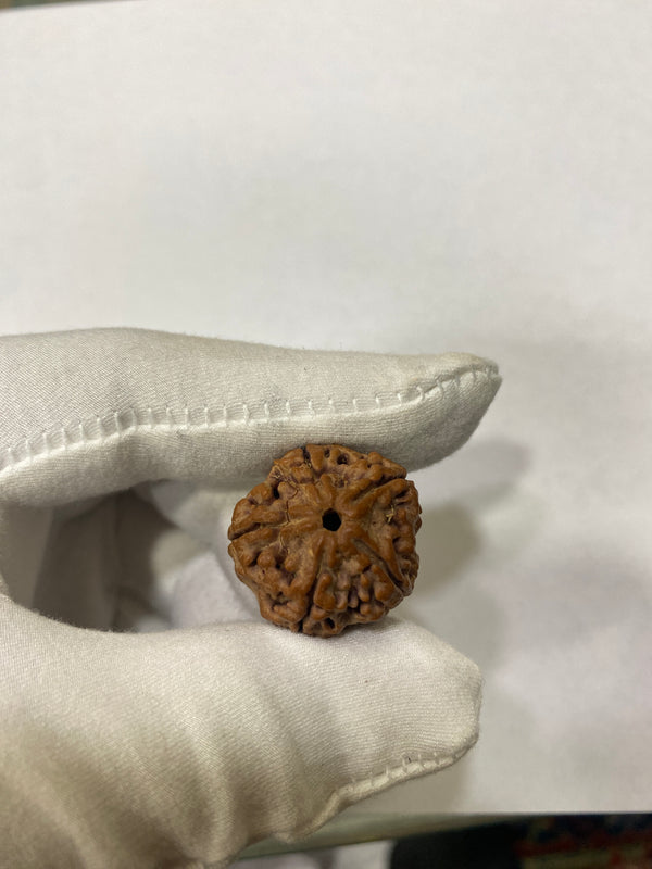 Natural 5 Mukhi Nepali Rudraksha – 24 mm | 5.34g