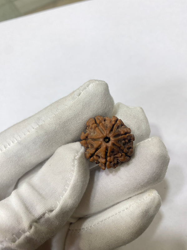 Natural 7 Mukhi Nepali Rudraksha – 20 mm | 3.6g