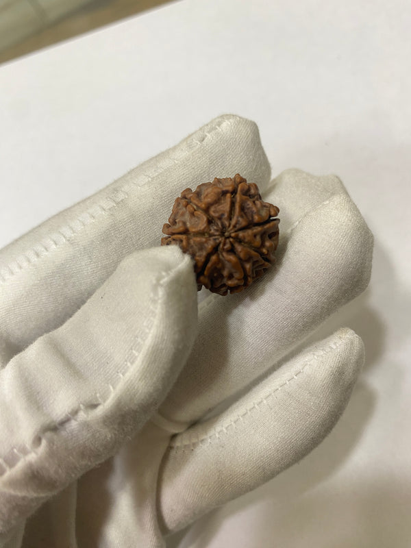 Natural 7 Mukhi Nepali Rudraksha – 20 mm | 3.6g