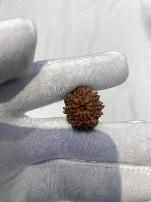 Natural 9 Mukhi Rudraksha – 22 mm | 3.7 g | Oval Shape | With Lab Certificate