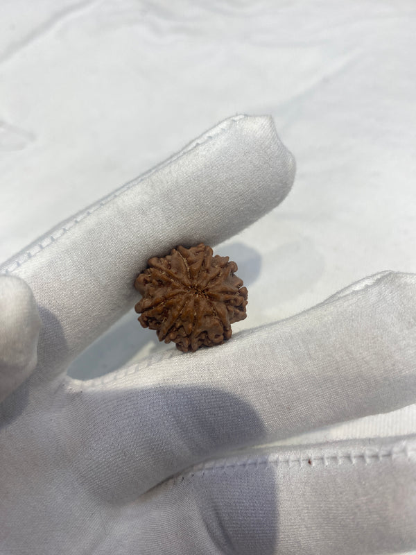 Natural 9 Mukhi Rudraksha – 22 mm | 3.7 g | Oval Shape | With Lab Certificate