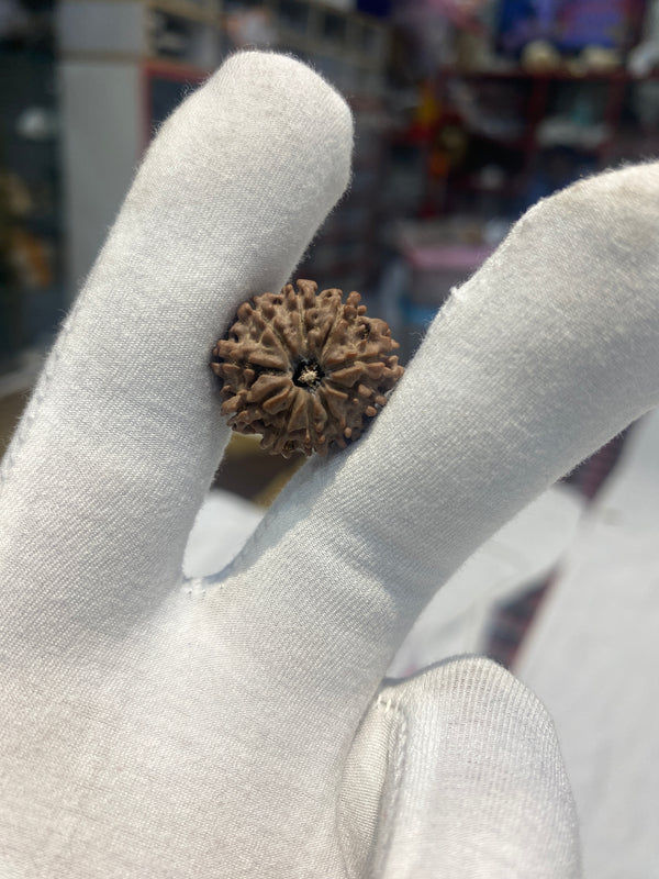 Natural 10 Mukhi Nepali Rudraksha – 24 mm | 3.9 g | Premium Rudraksha