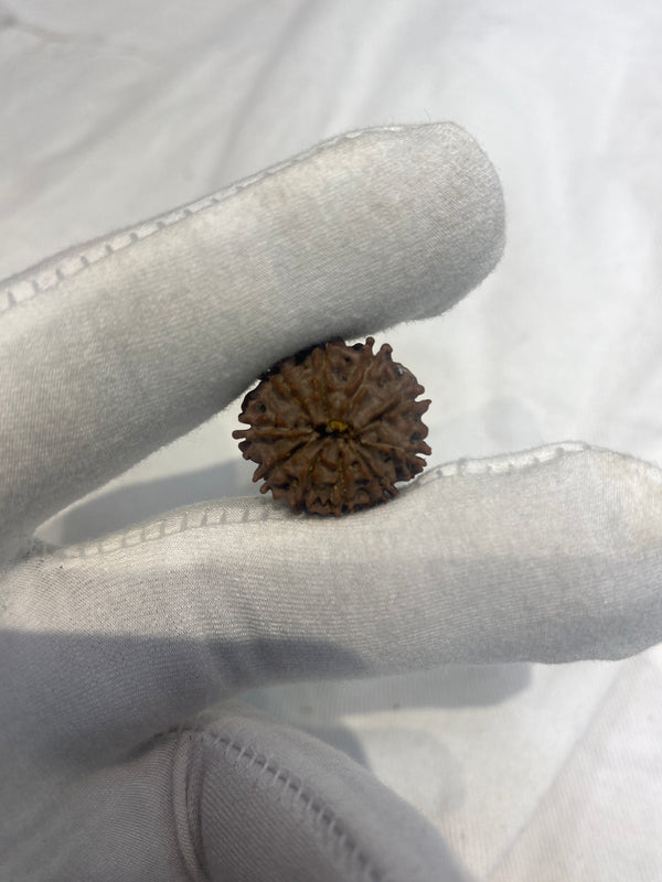 Natural 10 Mukhi Nepali Rudraksha – 24 mm | 3.9 g | Premium Rudraksha