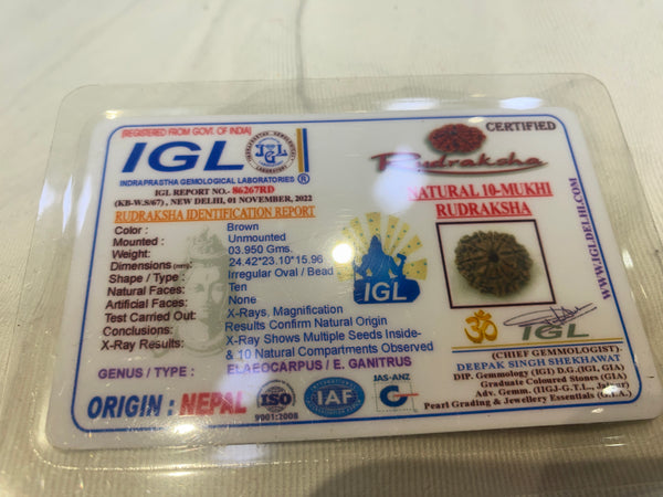 Natural 10 Mukhi Nepali Rudraksha – 24 mm | 3.9 g | Premium Rudraksha