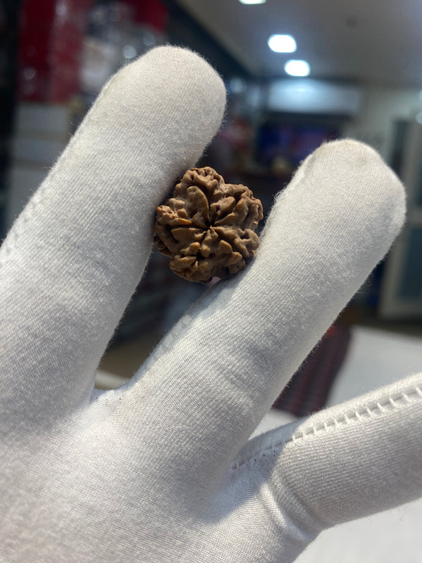 Natural 1 Mukhi Nepali Rudraksha – 20 mm | 3.1 g | Premium Collector Bead