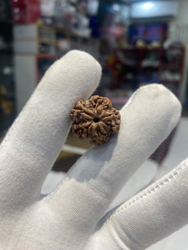 Natural 1 Mukhi Nepali Rudraksha – 20 mm | 3.1 g | Premium Collector Bead