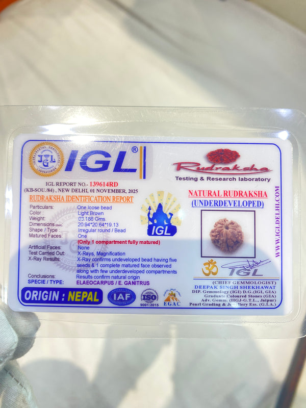 Natural 1 Mukhi Nepali Rudraksha – 20 mm | 3.1 g | Premium Collector Bead
