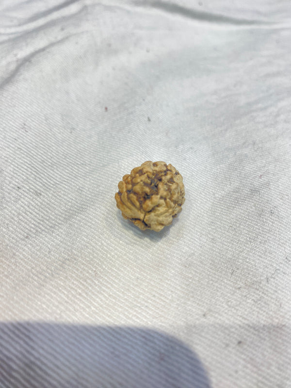 Natural 2 Mukhi North Indian Rudraksha – 19 mm | 2.3 g | Oval Shape