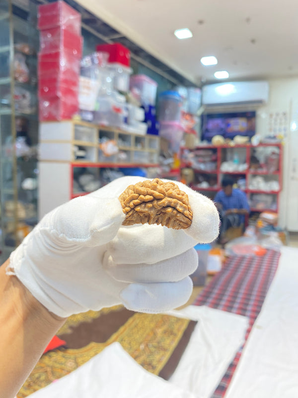 Natural 1 Mukhi Nepali Rudraksha – Kaju Bead | 38 mm | 6.5 g