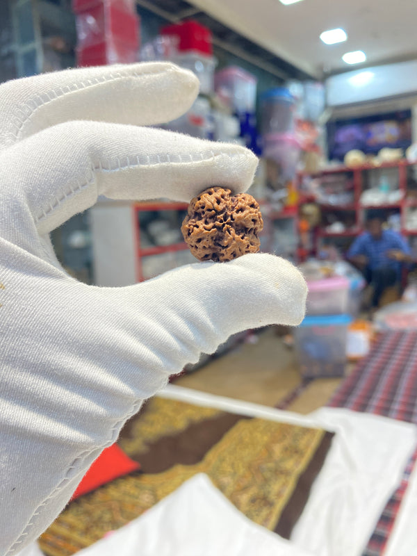 Natural 4 Mukhi Nepali Rudraksha – 22 mm | 4.6 g | Premium Rudraksha