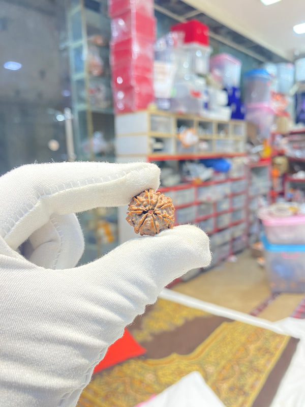 Natural 8 Mukhi Nepali Rudraksha – 19 mm | 2.4 g | Premium Rudraksha