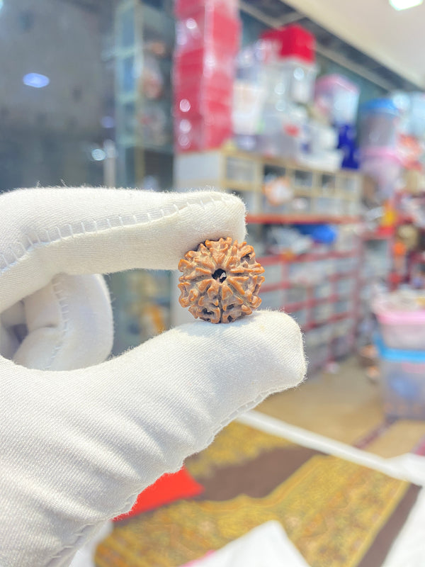 Natural 8 Mukhi Nepali Rudraksha – 19 mm | 2.4 g | Premium Rudraksha
