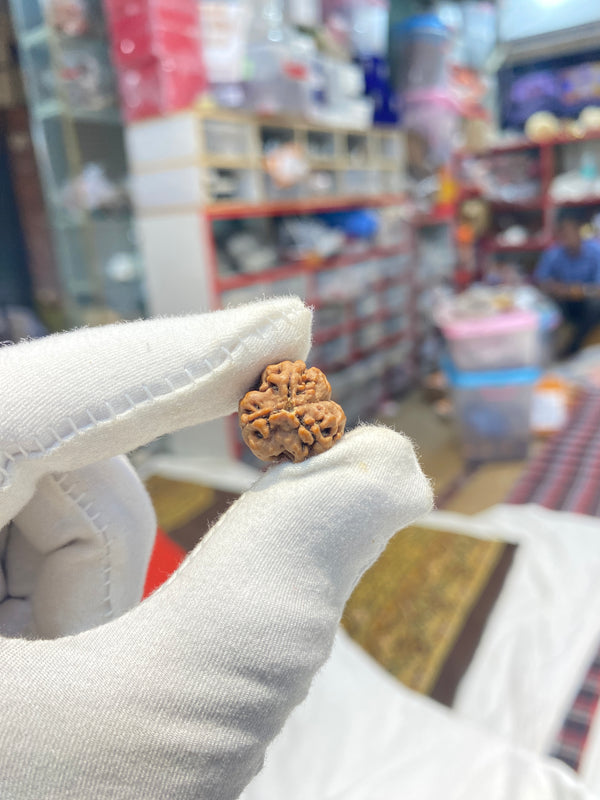 Natural 3 Mukhi Nepali Rudraksha – 11 mm | 1.9 g | Premium Rudraksha