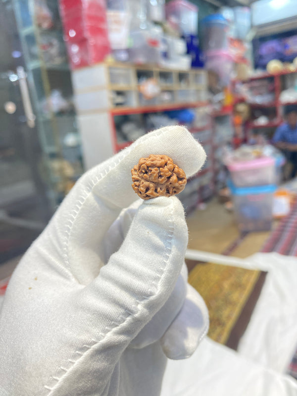 Natural 3 Mukhi Nepali Rudraksha – 11 mm | 1.9 g | Premium Rudraksha