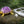 Amethyst Crystal Turtle with Cable – Natural Purple Quartz Turtle Figurine for Décor & Energy Healing