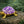 Amethyst Crystal Turtle with Cable – Natural Purple Quartz Turtle Figurine for Décor & Energy Healing