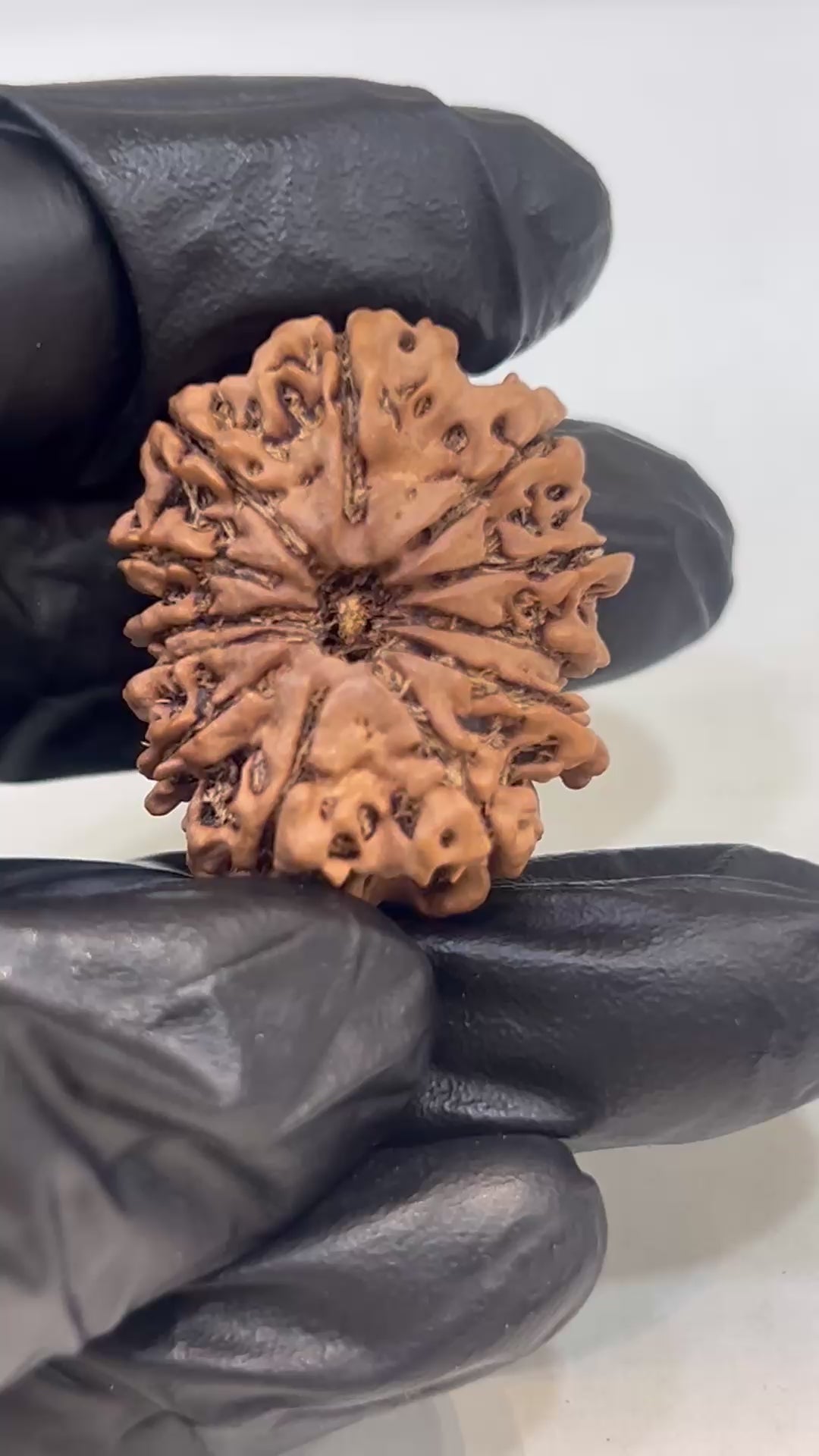 12 Mukhi Nepali Rudraksha with Lab Certificate & X-Ray – 30mm video