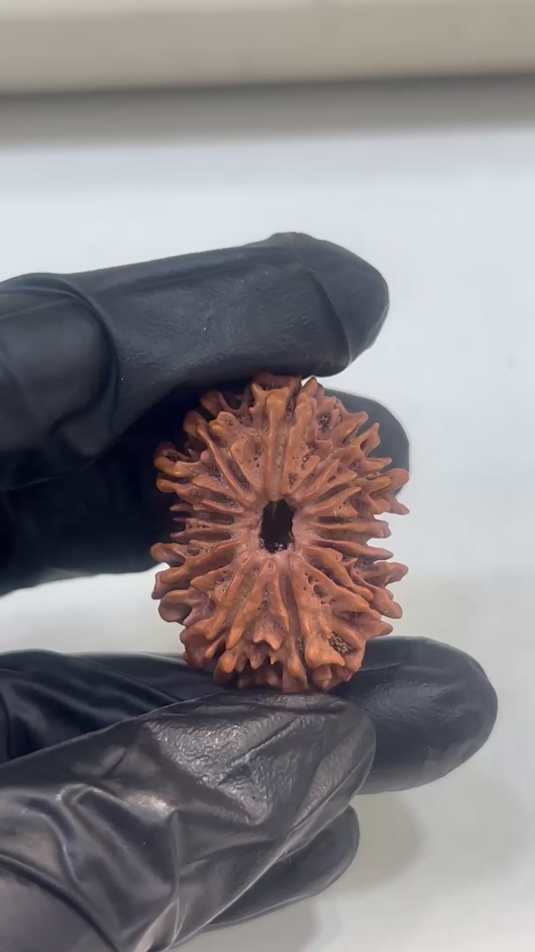 14 Mukhi Nepali Rudraksha with Lab Certificate – (30mm) video