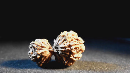 18 Mukhi Lab Certified Rudraksha