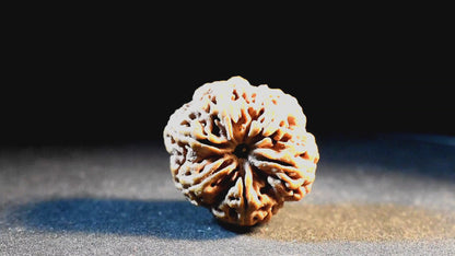 6 Mukhi Lab Certified Rudraksha