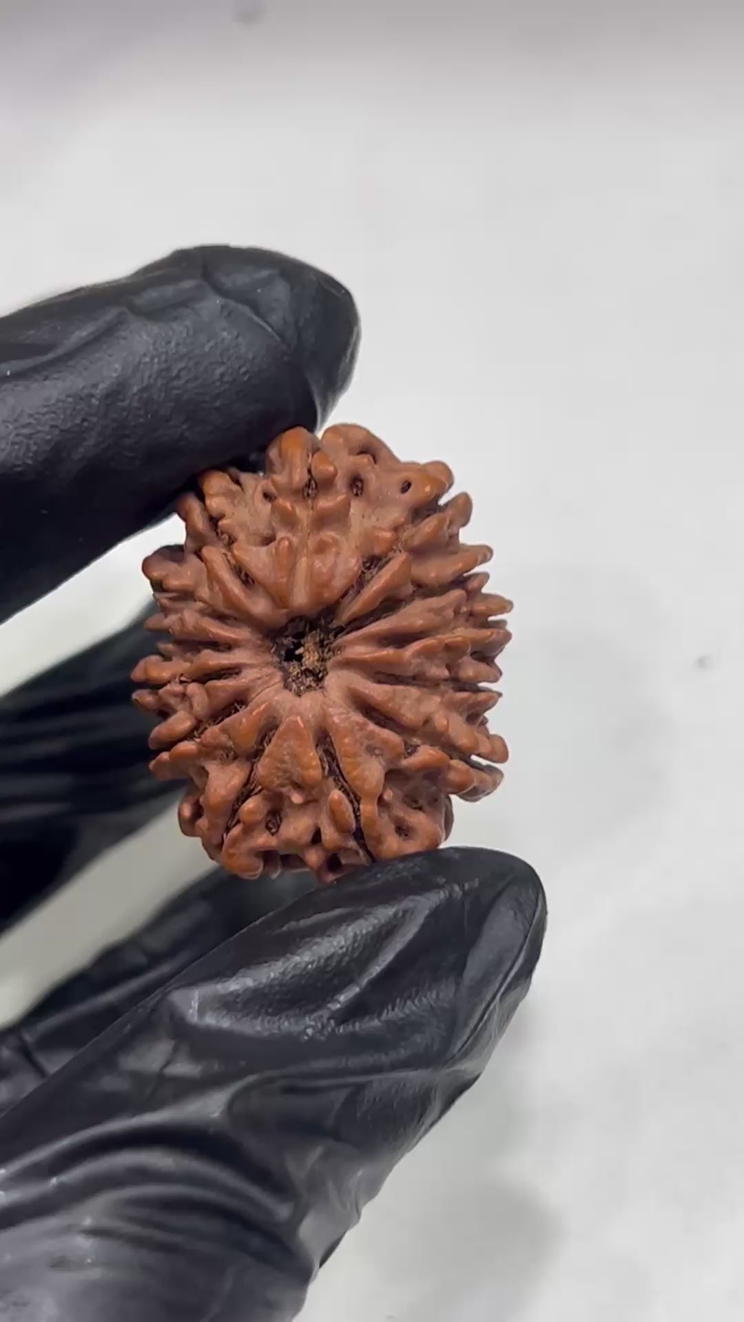 13 Mukhi Nepali Rudraksha with Lab Certificate & X-Ray– 30mm  video