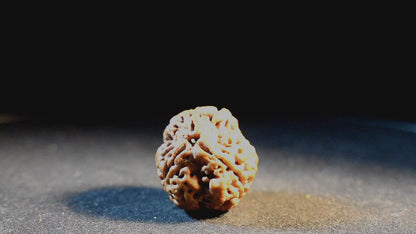 3 Mukhi Lab Certified Rudraksha