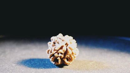 4 Mukhi Lab Certified Rudraksha
