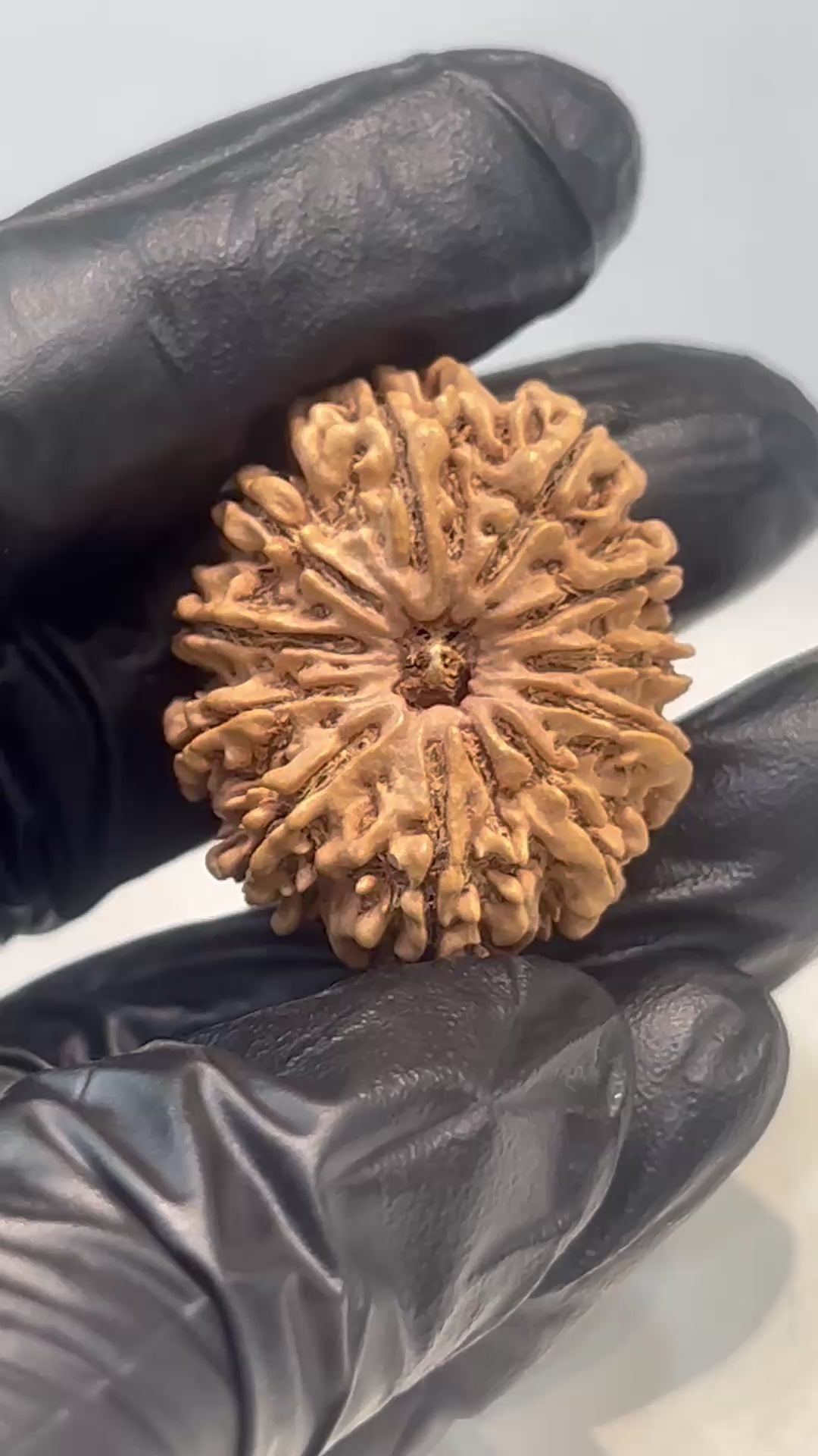11 Mukhi Nepali Rudraksha with Lab Certificate & X-Ray – 29mm