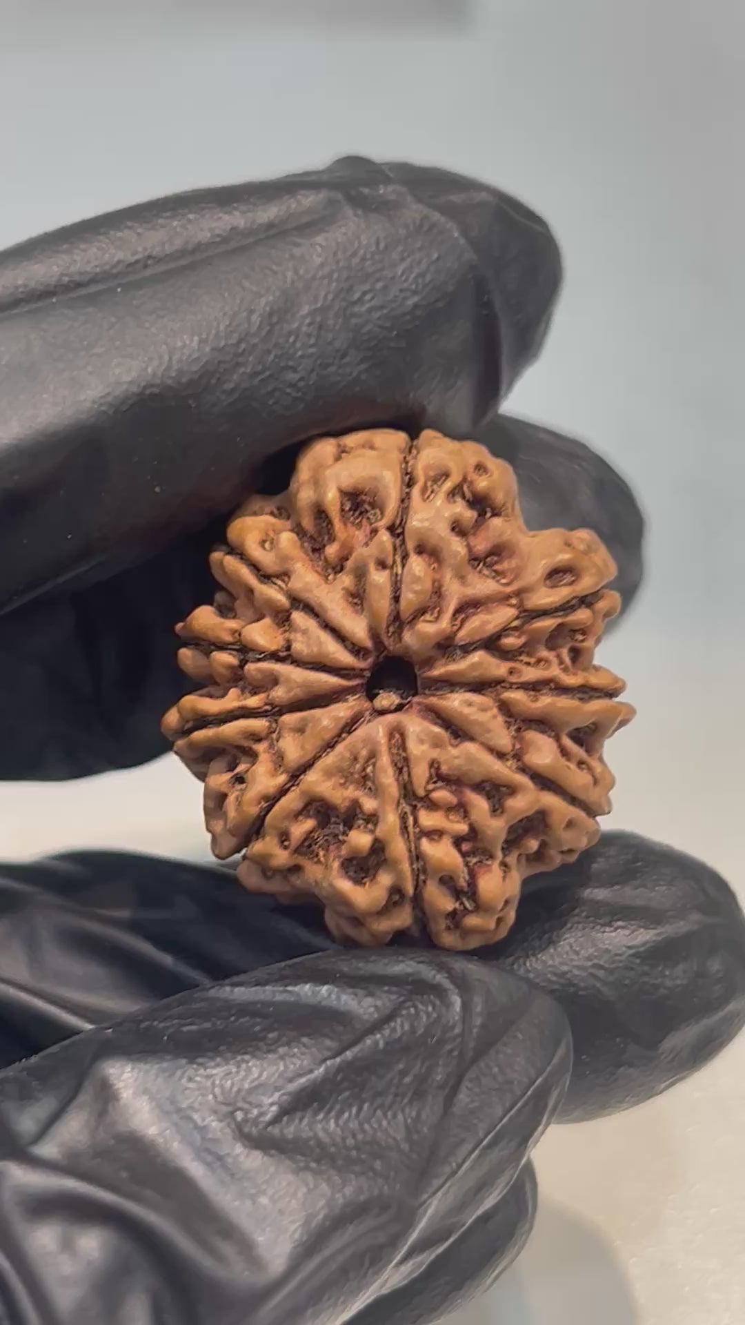 9 Mukhi Nepali Rudraksha with Lab Certificate & X-Ray – 25mm
