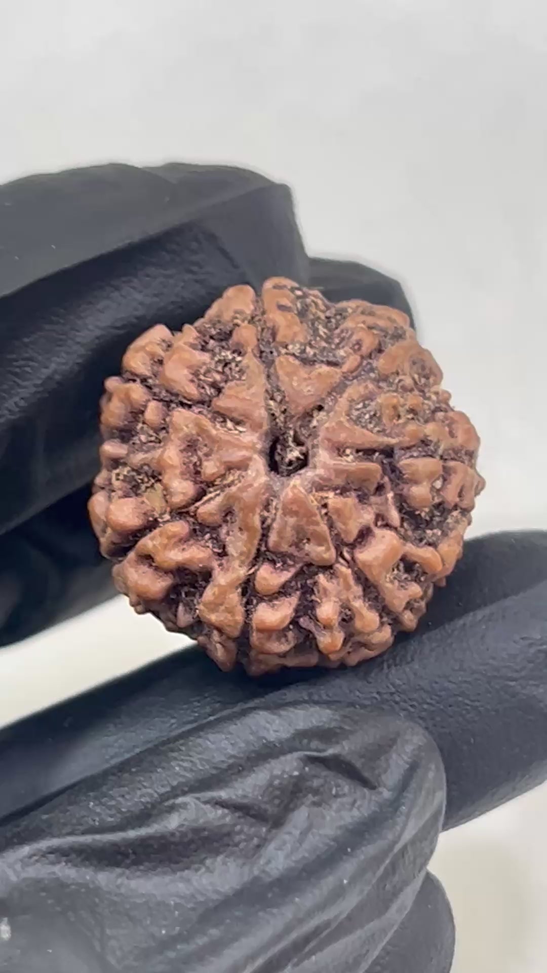 7 Mukhi Nepali Rudraksha with Lab Certificate – 21mm