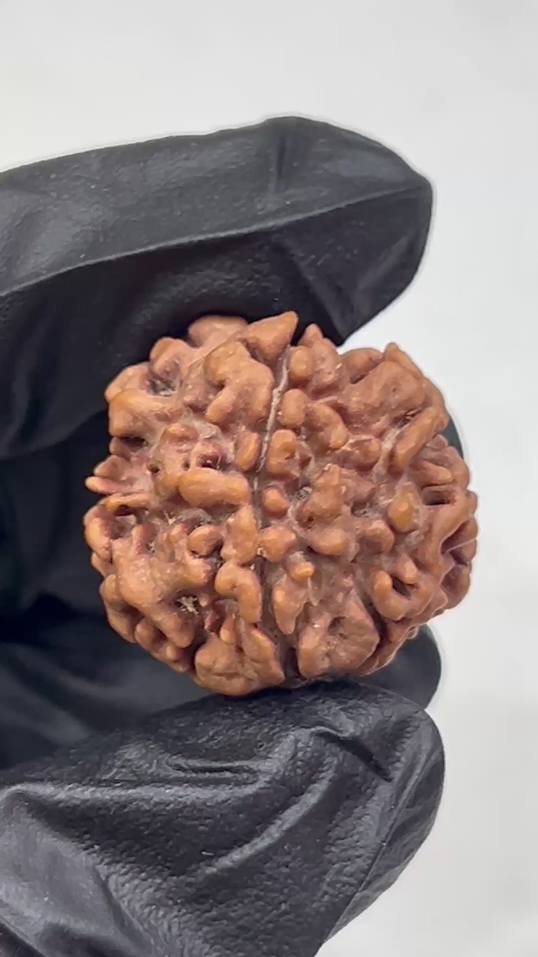 1 Mukhi Nepali Rudraksha with Lab Certificate & X-Ray – 23mm