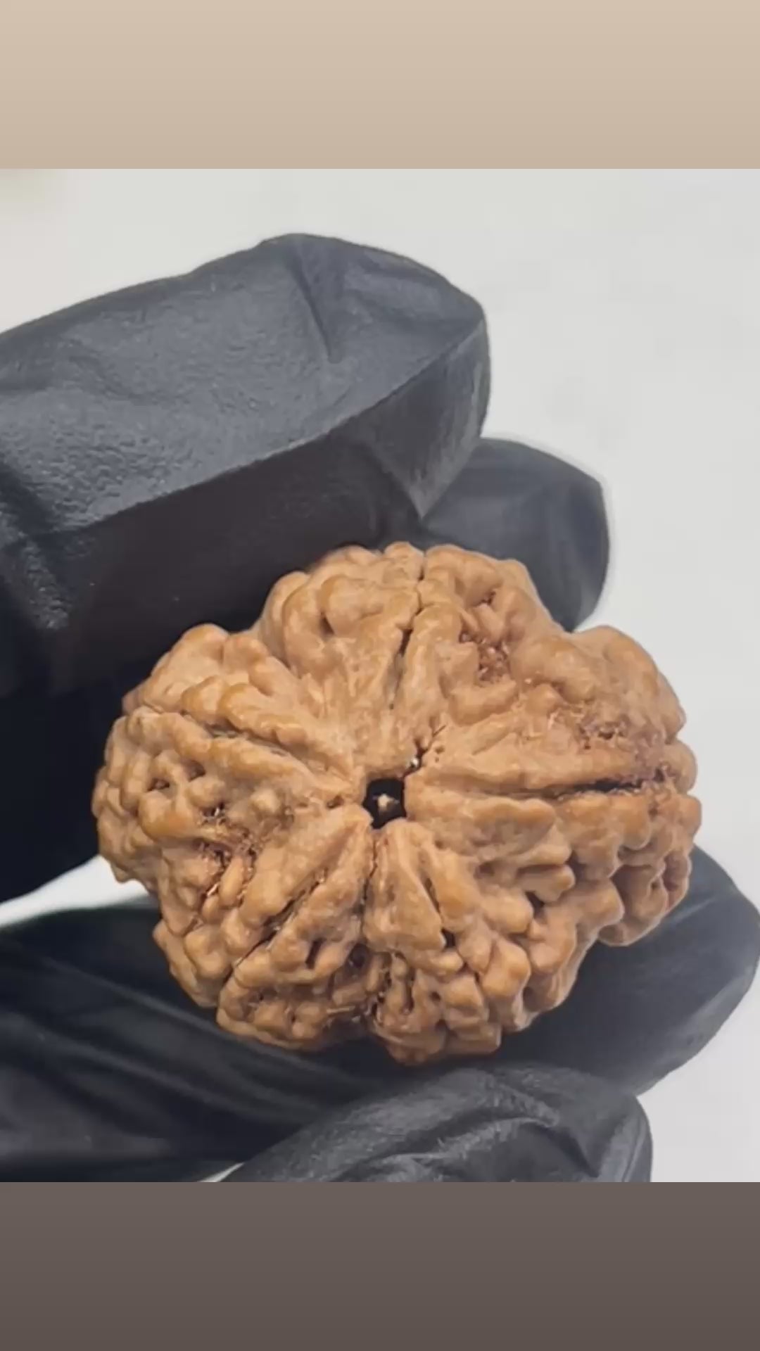 5 Mukhi Nepali Rudraksha with Lab Certificate – 25mm