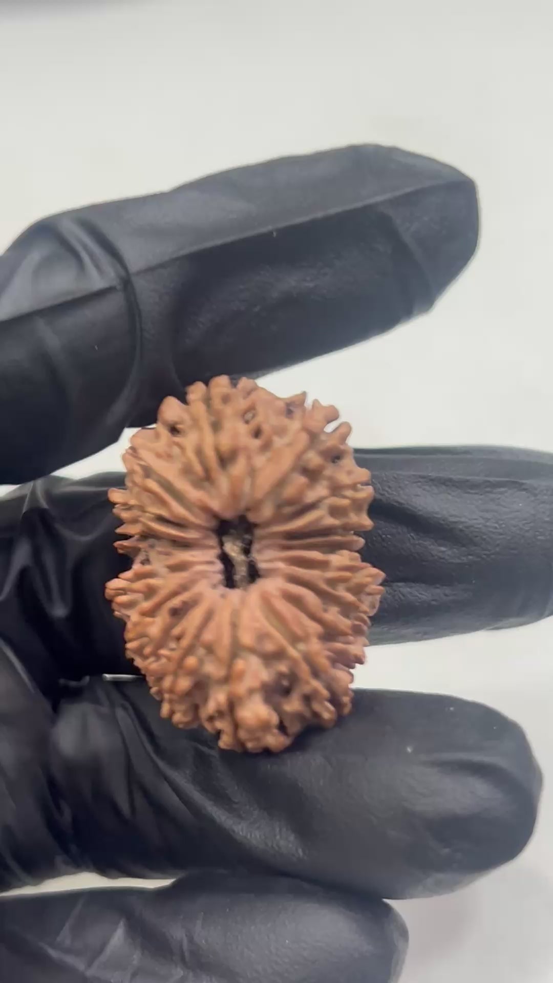 17 Mukhi Nepali Rudraksha with Lab Certificate – 29mm