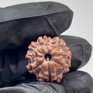 8 Mukhi Nepali Rudraksha with Lab Certificate – 20mm