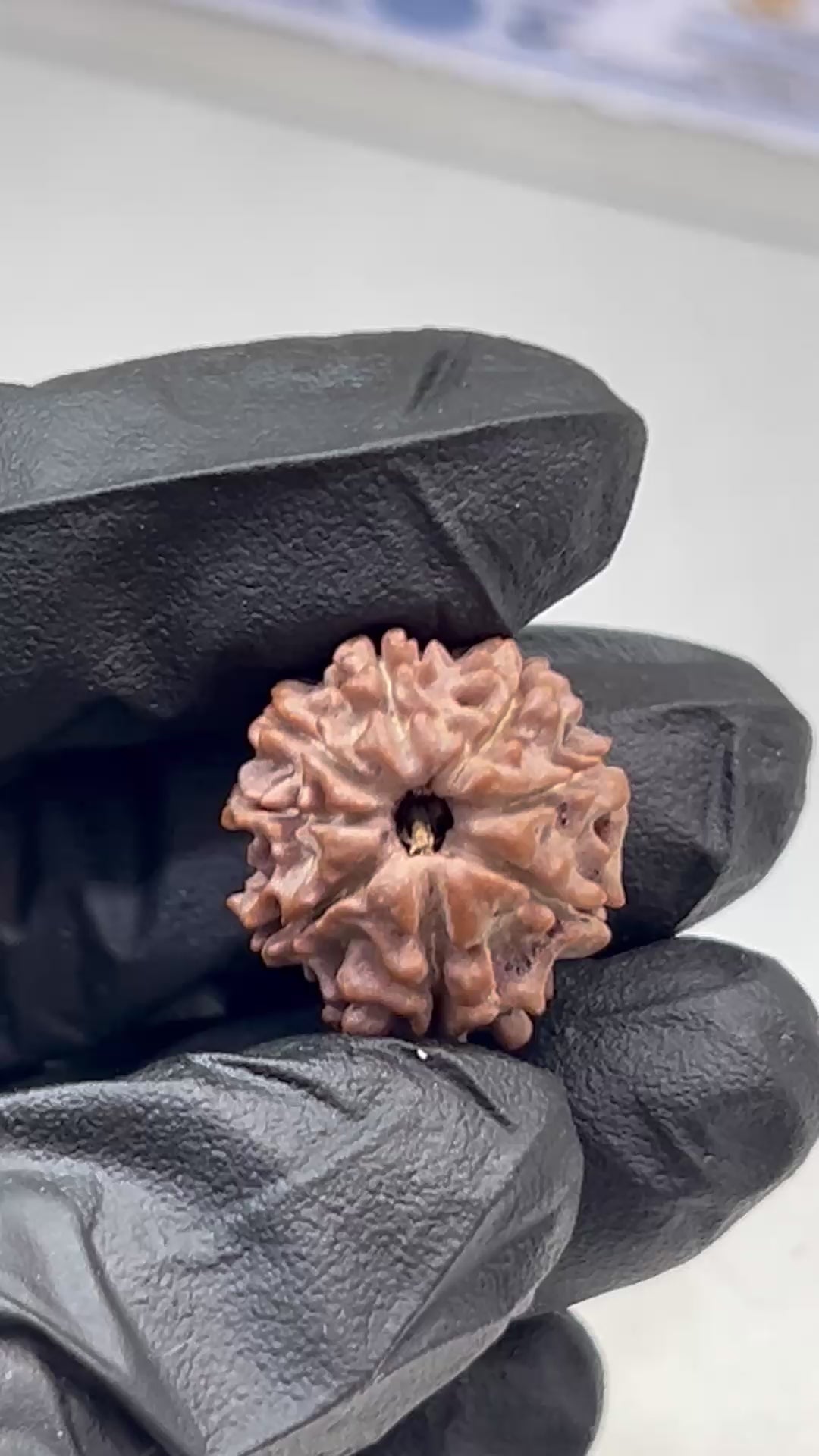 8 Mukhi Nepali Rudraksha with Lab Certificate – 20mm
