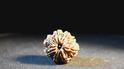 8 Mukhi Lab Certified Rudraksha