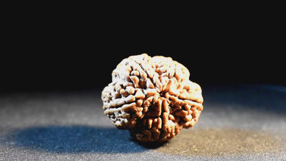 5 Mukhi Lab Certified Rudraksha