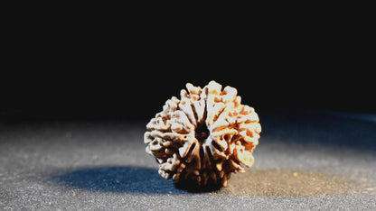 10 Mukhi Lab Certified Rudraksha