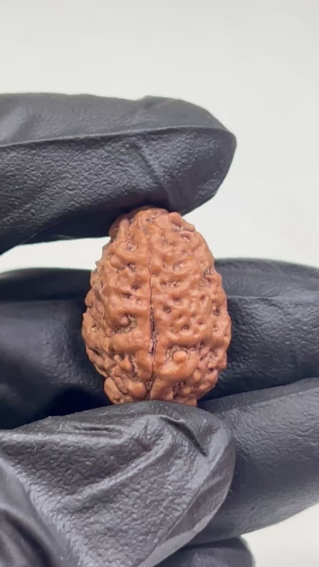2 Mukhi Nepali Rudraksha with Lab Certificate & X-Ray – 21mm